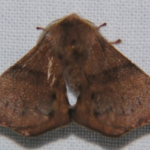 Panacela (genus) at Sheldon, QLD - suppressed