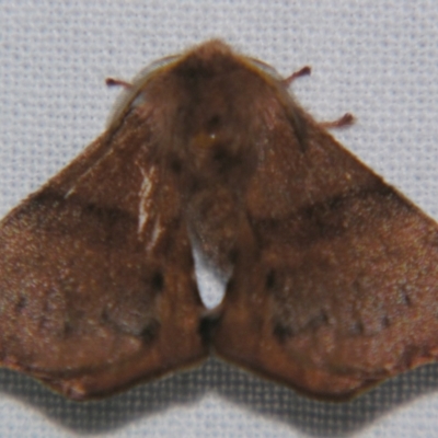 Panacela (genus) (A Monkey moth (Eupteroridae fam.)) at Sheldon, QLD - 18 May 2007 by PJH123