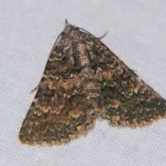 Praxis dirigens (An Erebid moth) at Sheldon, QLD - 18 May 2007 by PJH123