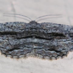 Scioglyptis canescaria (Fuscous Bark Moth, Boarmini) at Sheldon, QLD - 18 May 2007 by PJH123