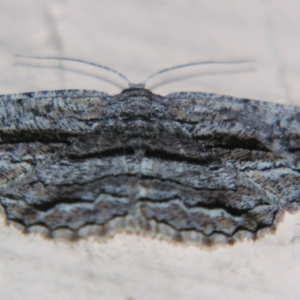 Scioglyptis canescaria at suppressed - suppressed