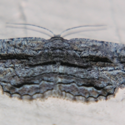 Scioglyptis canescaria (Fuscous Bark Moth (Boarmini) at Sheldon, QLD - 18 May 2007 by PJH123