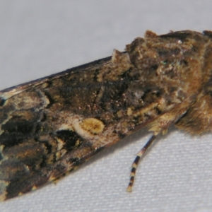 Spodoptera mauritia at Sheldon, QLD - suppressed