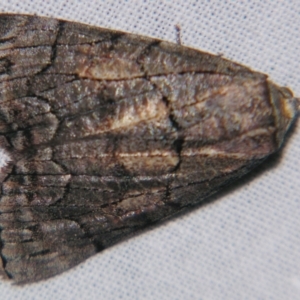 Stibaroma undescribed species at Sheldon, QLD - suppressed