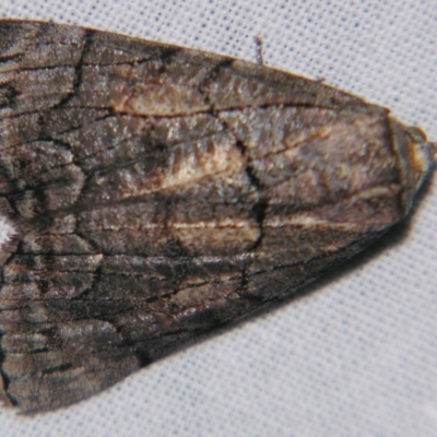 Stibaroma undescribed species (A Line-moth) at Sheldon, QLD - 18 May 2007 by PJH123