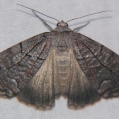 Stibaroma undescribed species at Sheldon, QLD - suppressed
