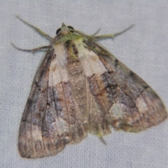 Stibaroma undescribed species (A Line-moth) at Sheldon, QLD - 18 May 2007 by PJH123