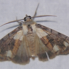 Stibaroma undescribed species at Sheldon, QLD - suppressed