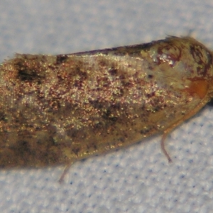 Elusa semipecten at Sheldon, QLD - suppressed