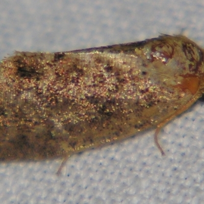 Elusa semipecten (Variable Armyworm) at Sheldon, QLD - 18 May 2007 by PJH123