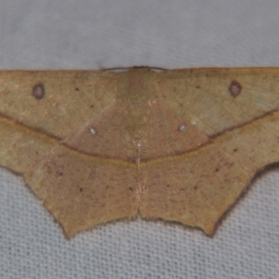 Traminda aventiaria (A Geometer moth) at Sheldon, QLD - 18 May 2007 by PJH123