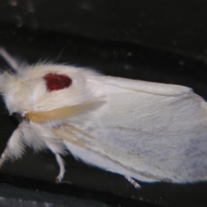 Trichiocercus sparshalli at Sheldon, QLD - 18 May 2007