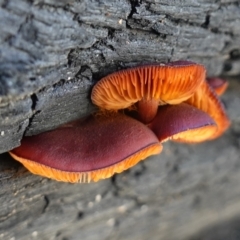 Gymnopilus sp. (Gymnopilus) at Rendezvous Creek, ACT - 10 May 2023 by RobG1