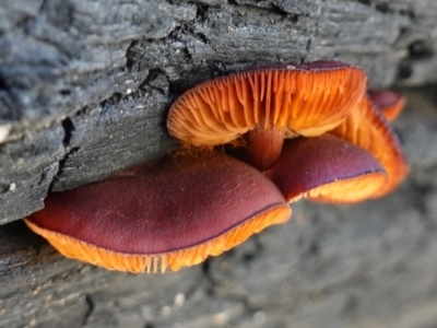 Gymnopilus sp. (Gymnopilus) at Namadgi National Park - 10 May 2023 by RobG1