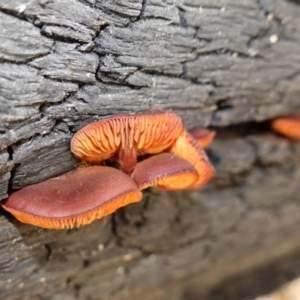 Gymnopilus sp. at Namadgi National Park - 10 May 2023 10:53 AM