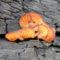 Gymnopilus sp. at Namadgi National Park - 10 May 2023 10:53 AM