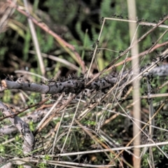 Parapalaeosepsis plebeia (Ant fly) at Higgins Woodland - 29 Jul 2023 by Untidy