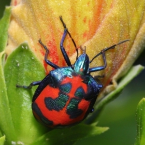 Tectocoris diophthalmus at Ormiston, QLD - 30 Jul 2023 09:46 AM