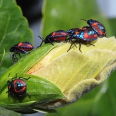 Tectocoris diophthalmus at Ormiston, QLD - 30 Jul 2023 09:46 AM