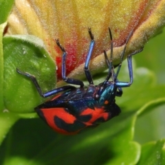 Tectocoris diophthalmus at Ormiston, QLD - 30 Jul 2023 09:46 AM