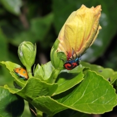 Tectocoris diophthalmus at Ormiston, QLD - 30 Jul 2023 09:46 AM