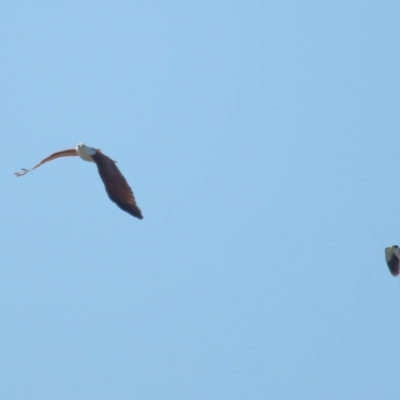 Haliastur indus (Brahminy Kite) at Ormiston, QLD - 30 Jul 2023 by TimL