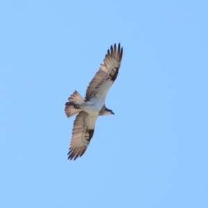 Pandion haliaetus at Cleveland, QLD - suppressed