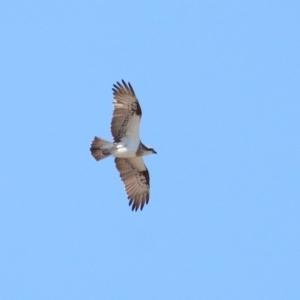 Pandion haliaetus at Cleveland, QLD - suppressed