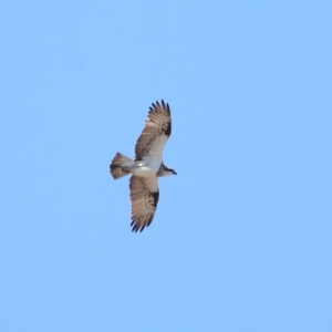 Pandion haliaetus at Cleveland, QLD - suppressed