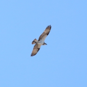 Pandion haliaetus at Cleveland, QLD - suppressed