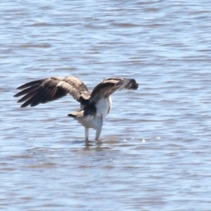 Pandion haliaetus at Cleveland, QLD - suppressed