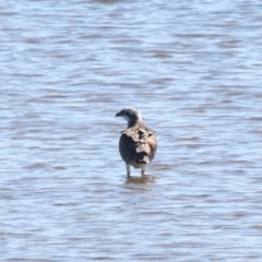 Pandion haliaetus at Cleveland, QLD - 30 Jul 2023