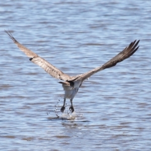 Pandion haliaetus at Cleveland, QLD - suppressed