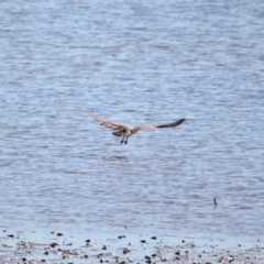 Pandion haliaetus at Cleveland, QLD - suppressed