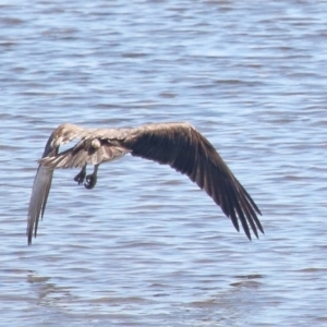 Pandion haliaetus at Cleveland, QLD - suppressed