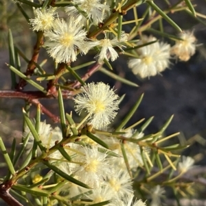 Acacia genistifolia at Kowen, ACT - 30 Jul 2023