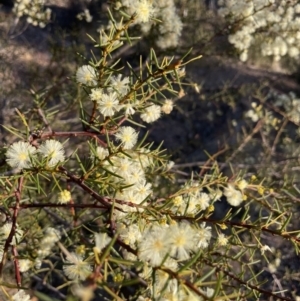 Acacia genistifolia at Kowen, ACT - 30 Jul 2023