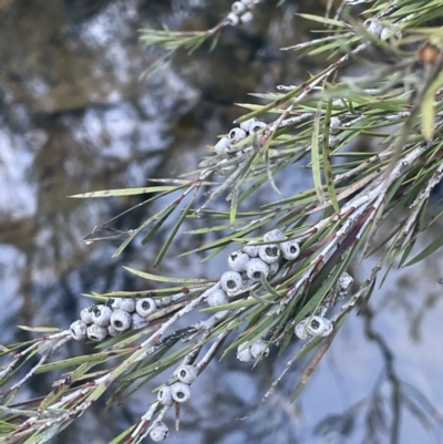 Callistemon sieberi (River Bottlebrush) at Kowen Escarpment - 30 Jul 2023 by JaneR