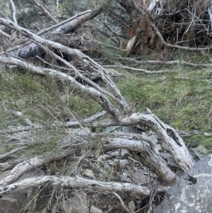 Callistemon sieberi at Kowen, ACT - 30 Jul 2023