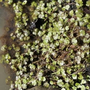 Hydrocotyle rivularis at Kowen, ACT - 30 Jul 2023 02:15 PM