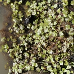 Hydrocotyle rivularis (A Pennywort) at Kowen, ACT - 30 Jul 2023 by JaneR