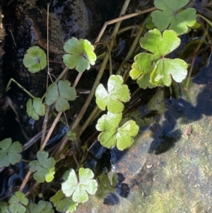 Hydrocotyle rivularis at Kowen, ACT - 30 Jul 2023 02:15 PM