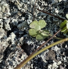 Hydrocotyle rivularis at Kowen, ACT - 30 Jul 2023 02:15 PM