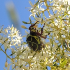 Eupoecila australasiae (Fiddler Beetle) at Tuggeranong Hill - 10 Jan 2023 by michaelb
