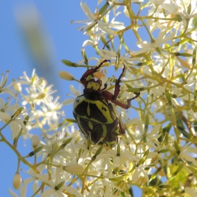 Eupoecila australasiae (Fiddler Beetle) at Conder, ACT - 10 Jan 2023 by michaelb