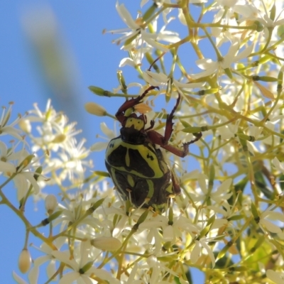 Eupoecila australasiae (Fiddler Beetle) at Tuggeranong Hill - 10 Jan 2023 by michaelb