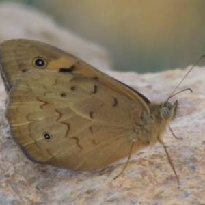 Heteronympha merope at Bowning, NSW - 11 Dec 2022