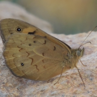 Heteronympha merope (Common Brown Butterfly) at Bowning, NSW - 11 Dec 2022 by MichaelBedingfield