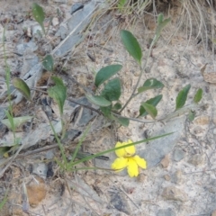 Goodenia hederacea (Ivy Goodenia) at Bowning, NSW - 11 Dec 2022 by MichaelBedingfield