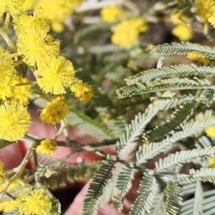 Acacia dealbata subsp. dealbata (Silver Wattle) at The Pinnacle - 22 Jul 2023 by sangio7